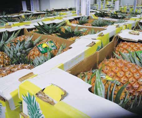 The air-freight pineapple season described below relates to the supply of smooth Cayenne from Benin, Cameroon and Ghana.