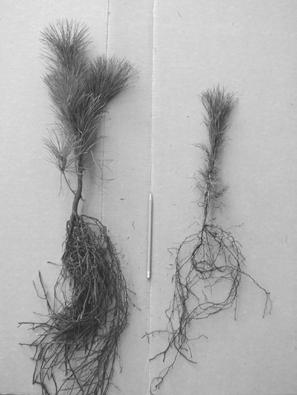 3-yr. old pine transplant (left) vs. a 2-yr. old seedling (right). WHAT IS THE DIFFERENCE BETWEEN CONIFER SEEDLINGS AND TRANSPLANTS?