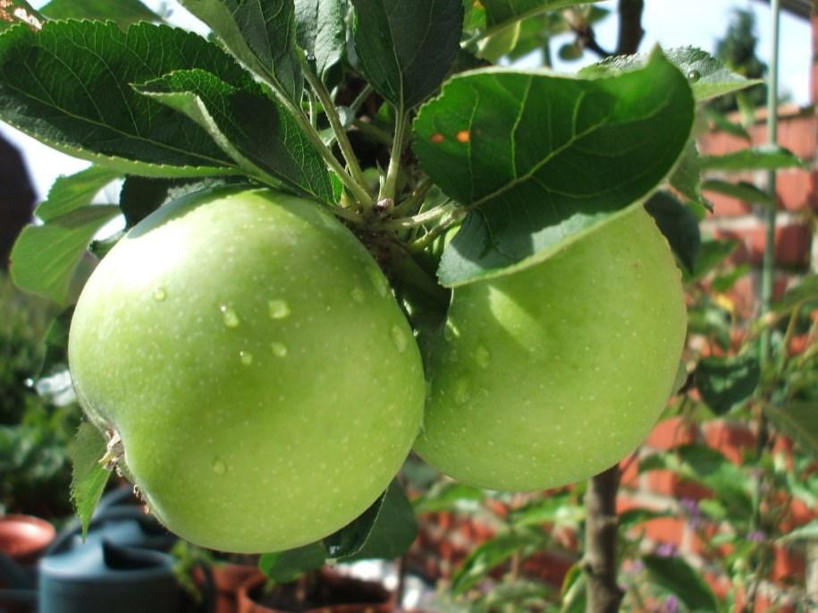 Red Fuji Apple Semi-dwarf, $18 per 4-5 foot tree With its sweet/tart flavor, the Fuji Apple is a favorite fresh eating apple that is crisp, firm, and juicy. Excellent taste.