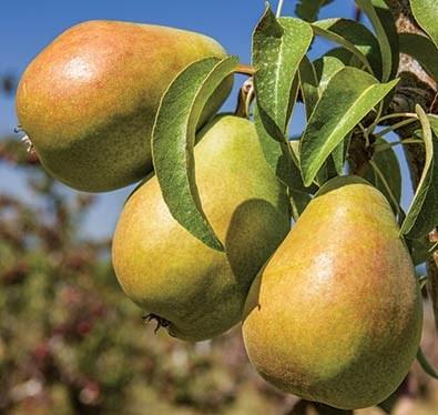 Reaches about 12-15 feet at full maturity.  Sekel Pear Semi-dwarf, $20 per 4-5 foot tree One of the smallest and sweetest of pear varieties. Great for baking, eating, and canning, keeps very well.