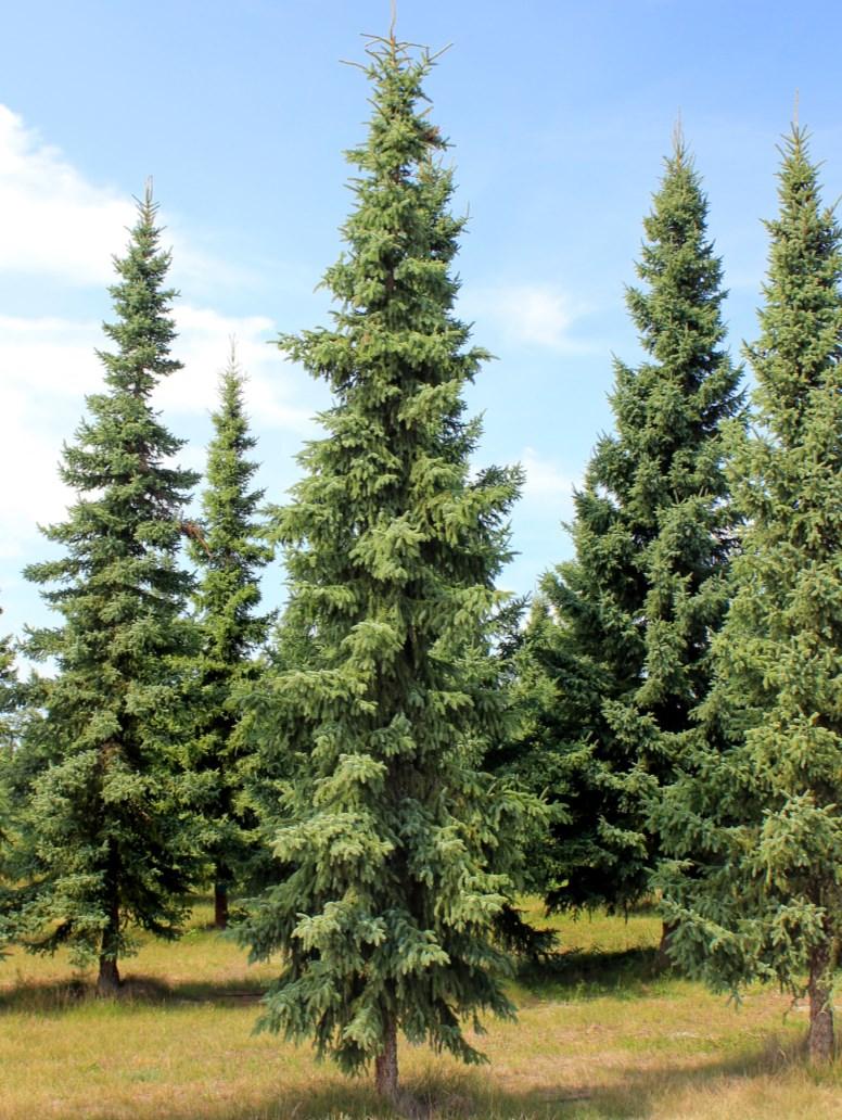 Black Spruce - Picea Mariana Available Size: 5-10 inches Black spruce is a narrow evergreen tree with a spire-like crown, and reaches up to 50 feet in height.