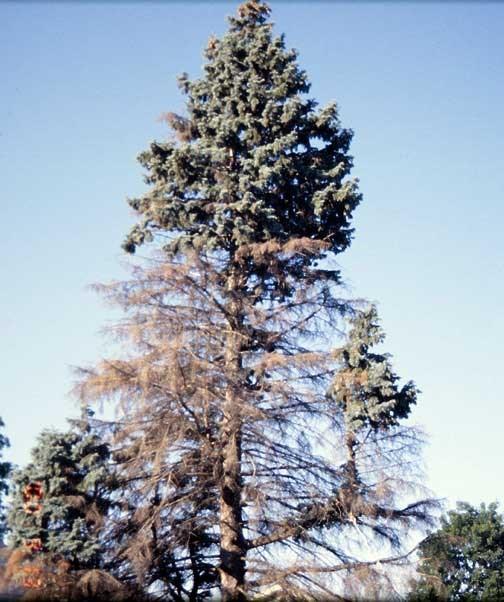 Also, these trees have not been known to be affected by the Cytospera disease.