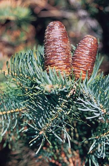 Pictured above are the devastating effects of the Cytospera Canker on a Blue Spruce Concolor Fir - Abies Concolor Available Size: 8-12 inches Features a height of about 50
