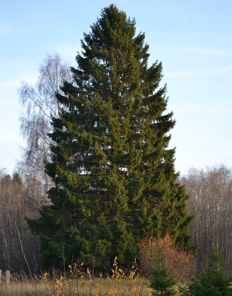 Norway Spruce - Picea Abies Available Size: 12-18 inches Norways have many uses including lumber, Christmas trees and landscape