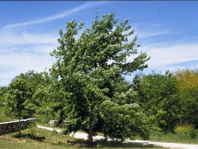 Red Oak - Quercus Rubra Available Size:18-24 inches A sturdy, fast-growing, handsome shade