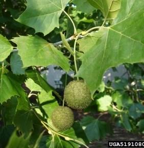 Chinkapin Oak - Quercus muehlenbergii Available Size: 18-24 inches A wildlife favorite for its