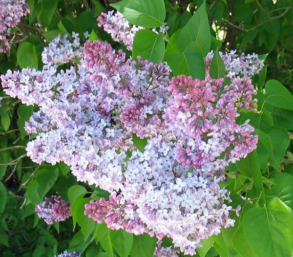 Old Fashioned Lilac - Syringa Vulgaris Available Size: 12-24 inches Dense, vigorous growth to 15 feet. Produces very fragrant flowers light to deep lavender in color which bloom during late spring.