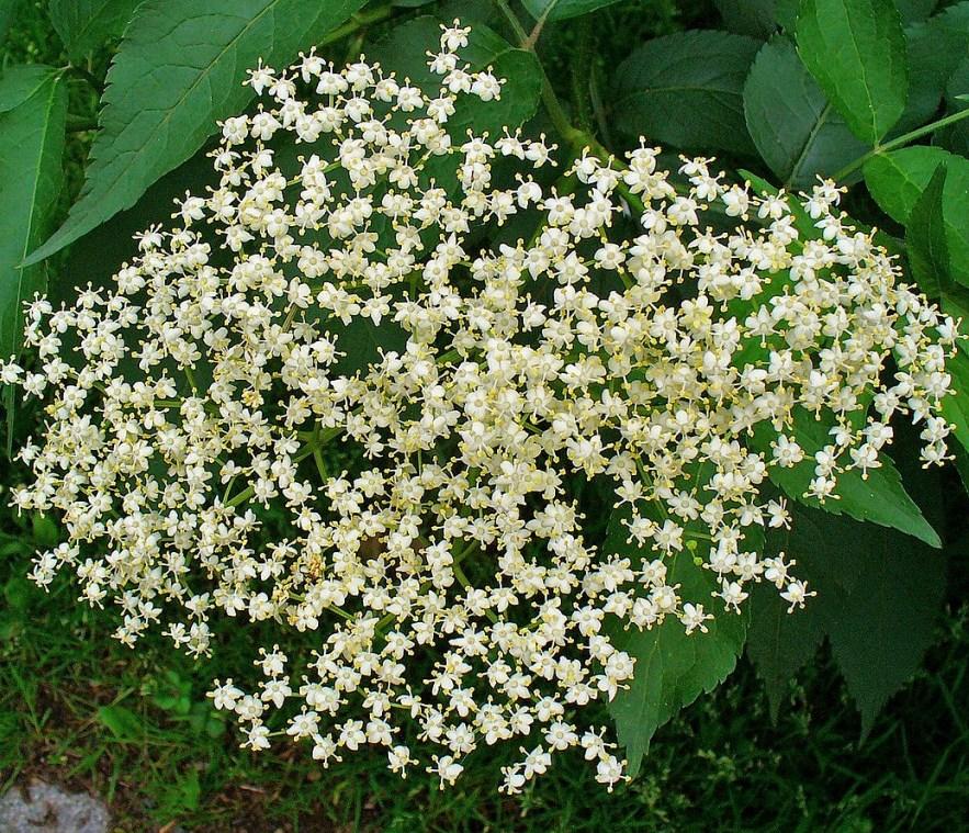 Grows best in groups with 6 feet between plants and in full sun or partial shade. American Elder - Sambucus Canadensis Available Size: 18-24 inches Vigorous fast growing shrub to 10 feet in height.