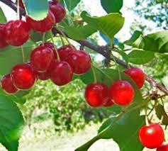 Fruit Trees Cherry, Evens Bali A compact fruit tree, the ideal size for backyard orchards; showy white flowers in spring followed by loads of bright red sour cherries in