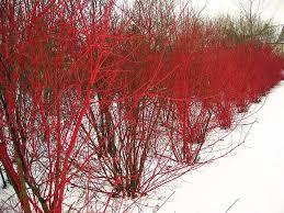 varieties Height: 20 feet Hedging Plants Dogwood, Cardinal An excellent general purpose shrub for northern landscapes, very hardy; good fall color with
