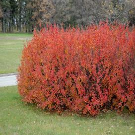 and very hardy shrub, well suited for color contrast in many garden applications; features very showy white-variegated foliage and brilliant red stems which