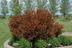 to lime green then purple in the fall; a compact variety that will grow nearly anywhere Height: 6 feet Spread: 5 feet Hardiness Zone: 2b Ninebark,