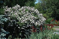 versatile garden shrub; full sun and well-drained soil Height: 5 feet Spread: 6 feet Lilac, Miss Kim A compact garden accent shrub featuring showy panicles