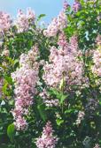 Fruit Trees Lilac, Miss Canada very attractive dwarf lilac absolutely smothered in upright panicles of lightly fragrant rosy pink flowers in late