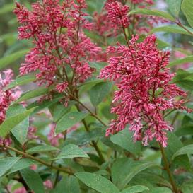 This lilac has an upright shape Height: 10 feet Spread: 12 feet Hardiness Willow Nishiki One of the showiest of shrubs for foliage color, new growth