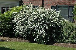 Height: 5 feet Spread: 5 feet Hardiness Zone: 2a Spirea, Bridalwreath An exciting remake of an old-fashioned favorite, featuring creamy white flowers
