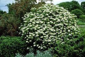 8 feet Viburnum, Compact American A very attractive garden detail shrub which is covered in clusters of pure white pinwheel flowers in spring; red