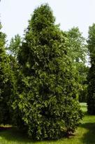 Evergreen Trees Arborvitae, American Dark The American Arborvitae has a natural pyramidal shape, broad at the base and tapering to the top.