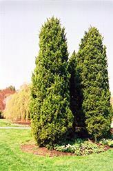 The American Arborvitae grows to 20-30' high and 15 feet wide at the base Zone:3 Cedar,Western Red A rugged, upright growing evergreen tree; typically has dusty