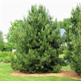 Height: 30 feet Spread: 15 feet Hardiness Pine, Austrian An imposing tall evergreen, with long, dense deep green needles and an upright spreading habit of growth,