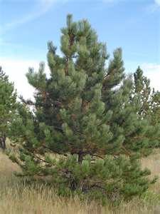 Spread: 40 feet Hardiness a Pine, Ponderosa A tall and imposing evergreen tree, variable in habit from tree to tree but often has an open, windswept appearance;