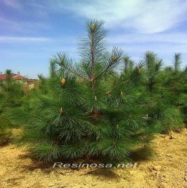 hardy and adaptable pine, dense and artistic when mature, does very well on poor, dry sandy soils in full sun; makes an excellent windbreak; reasonably dense