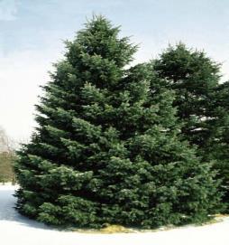 Eastern White Pine trees are widely used as a screen or windbreak, are long-lived and vigorous. Height: 80 ft. by 40 ft.