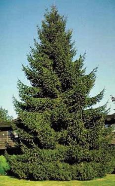 It is a truly cold adapted tree and is very resistant to winter injury.