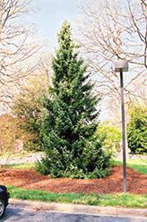 by 30ft. Zone:3 Spruce, Norway The Norway Spruce tree, is a fast growing tree. The dense, dark green needles never get longer than 1".