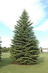 It is one of the best conifers for shelters and windbreaks, as its branches grow densely into one another. Height: 80 ft. by 40 ft.