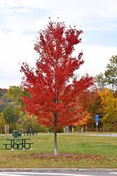 Shape: Upright branching, oval Maple, Autumn Fantasy Very fast growing tree with outstanding crown development.