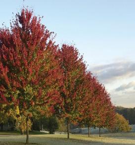 Shape: Broadly oval Maple, Celebration A compact tree with a distinct pyramidal form.