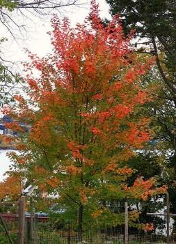 Shape: Upright, compact Maple, Sienna Glenn One of the very hardiest red fall-coloring shade trees available, this hybrid maple