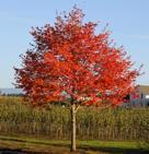 stronger wood than other hybrids Fall Color: Orange to red Foliage: Medium green Height: 50 ft. by 40 ft.