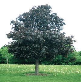 Leaves are green with an attractive creamy white margin. Height: 50 ft. by 35 ft.