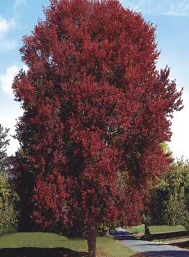 JIM WHITING NURSERY Shade Trees Maple, Burgundy Belle A red maple that is very droughtresistant and will take temperatures of-32 without