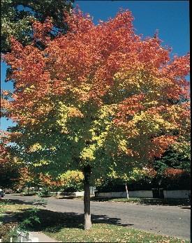 Can be used where drought and dry summer winds eliminate common Sugar Maple due to leaf scorch. Fall Color: Orange to scarlet Height: 45 ft.