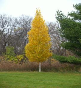 dreaded bronze birch borer than most other white-barked birches make this a preferred variety for home landscape use Height: 40 feet Spread: