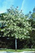 JIM WHITING NURSERY Shade Trees American Yellowwood A beautiful but somewhat fussy small tree with very show cascading panicles of white