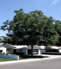 You'll be happy to know this tree is pest free & is a high drought resistant Height: 50 feet Hardiness Coffeetree, True North moderately