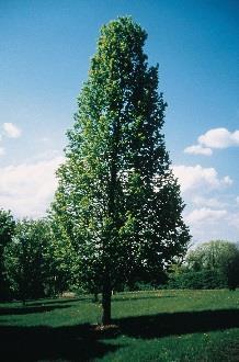 Shape: Pyramidal, symmetrical Coffeetree, Espriesso A stately large shade tree with massive yet delicate compound leaves; a seedless cultivar;