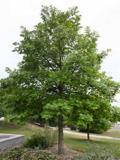 Shape: Broadly pyramidal Oak, Bur Pyramidal to oval in youth, gradually developing a massive trunk and a broad crown of stout branches. Does well in alkaline soils. Fall Color: Yellow Height: 55 ft.