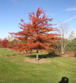 Salt, drought and heat resistant. Fall Color: Scarlet red Foliage: Pink to bright green Height: 50 to 75 ft. by 30 to 40 ft.