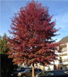 Its growth habit is broad pyramidal when young and rounded as it grows older. Fall Color: Red Height: 50 to 60 ft. by 45 to 55 ft. Shape: Rounded Zone 2 Oak Swamp White Best White Oak.