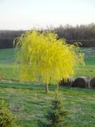 Shape: Rounded and open Zone 3 Willow, Niobe Specimen tree featuring gracefully weeping golden branches, stunning when overhanging water; needs plenty of wide open space to achieve its best form;