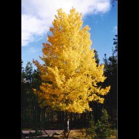 Shape: Weeping Populus, Quaking Aspen A delicate native of the North American forest, with showy white bark and leaves that flutter in the faintest breeze; suckers vigorously, doesn't tolerate