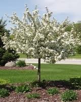Ornamental Trees Crabapple, Firebird Compact, rounded form when young, spreading with age. Has a dark green foliage and very disease resistant.