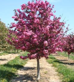 crabapple for the northern plains. Starlite offers dark-green, glossy, disease-resistant foliage that is an improvement over Spring Snow.