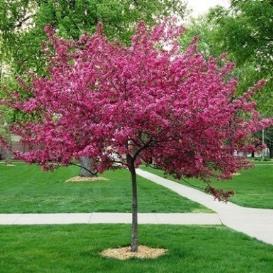 fruit in fall, spreading habit of growth, hardy; makes a wonderful feature tree in the landscape, needs well-drained soil and full sun Height: 20 feet