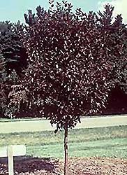 It becomes established and makes an impact in the landscape quickly, yet matures to a normal crabapple size.